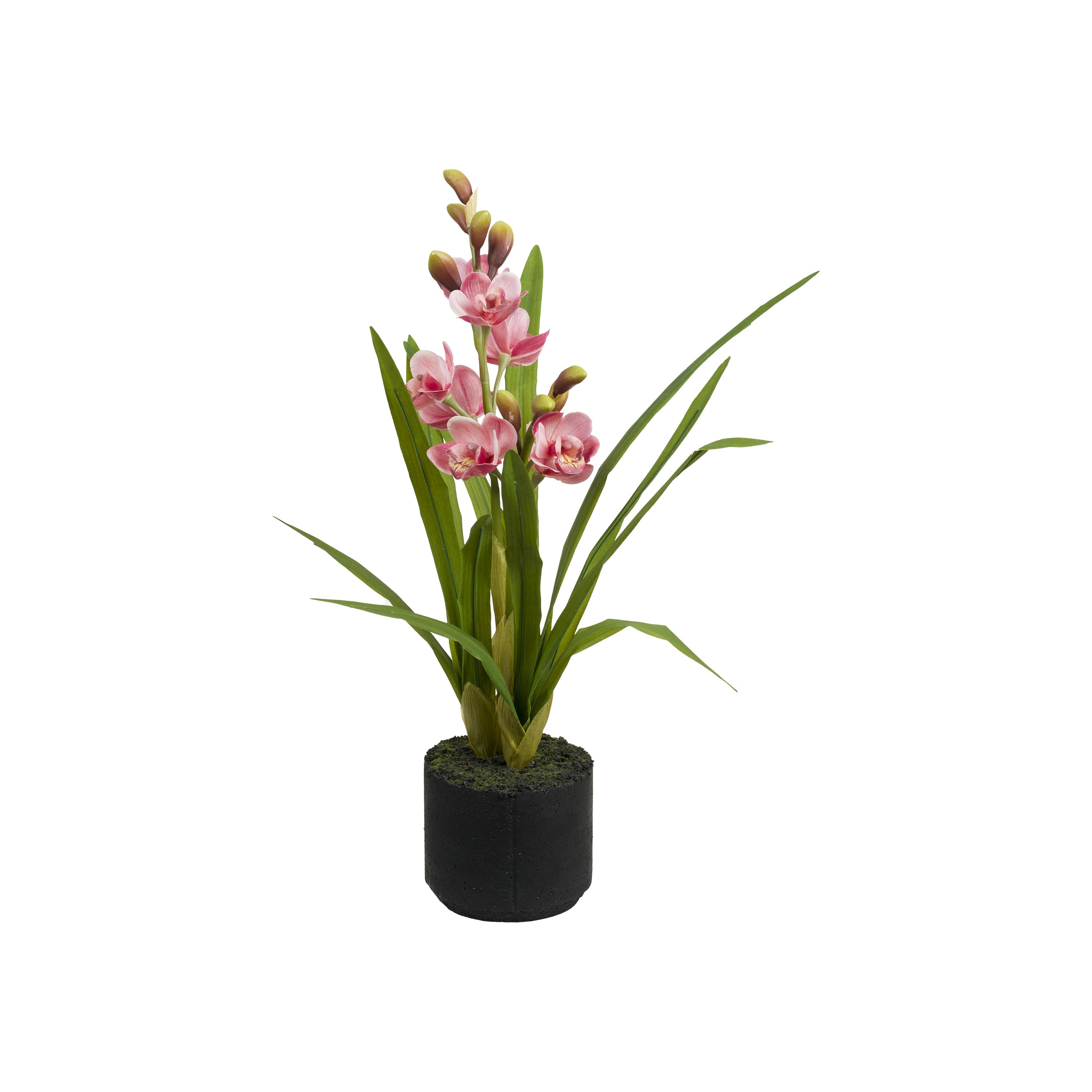 Set da 2, zolla Cymbidium Rosa M, Veronica - Lattice, ferro, polistirolo, cemento, 32x22x55 cm