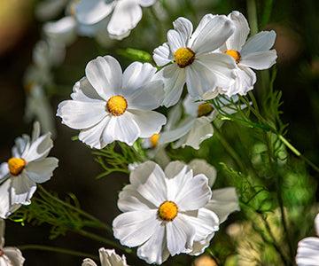 FIORI ARTIFICIALI