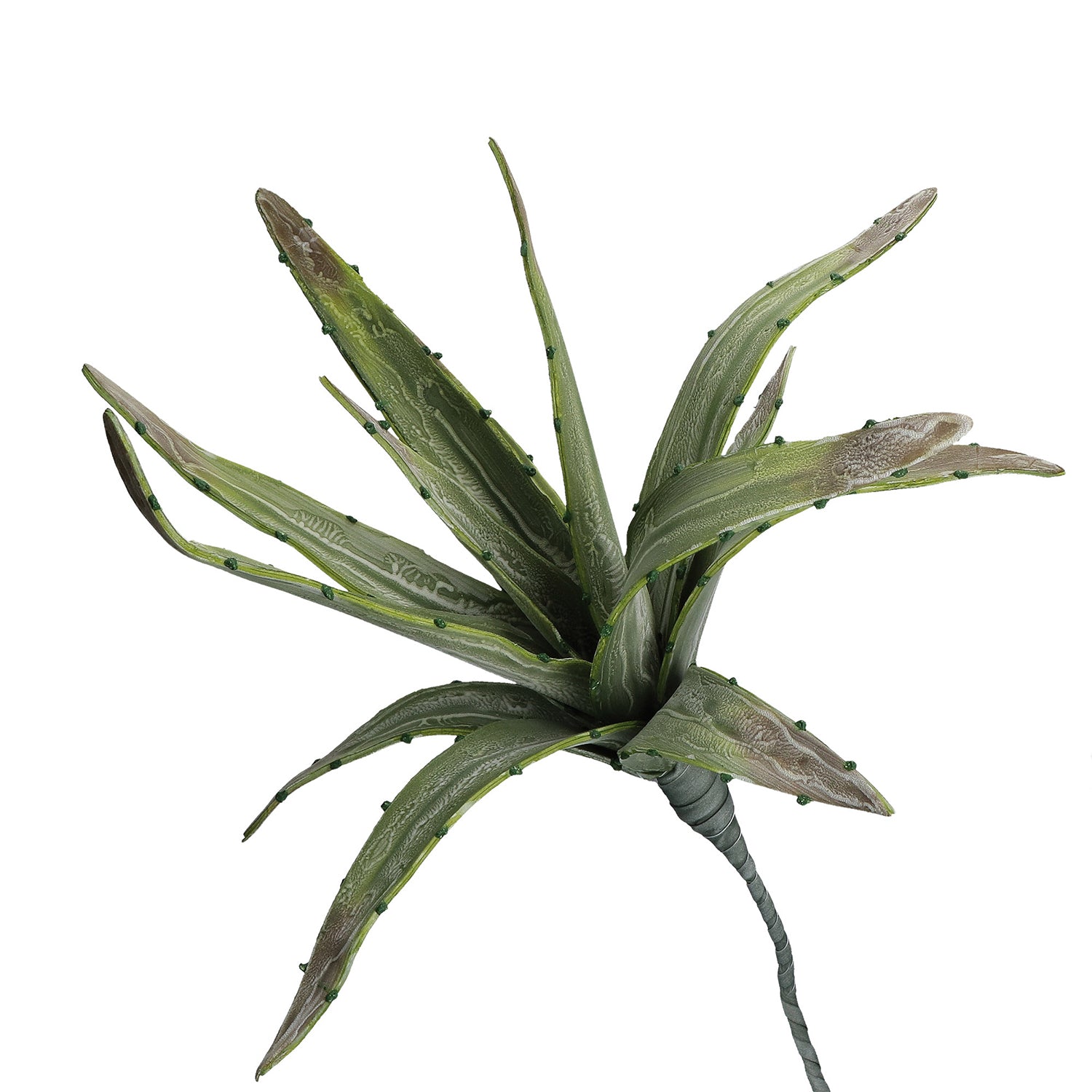 Set of 6, Green Aloe, Flora