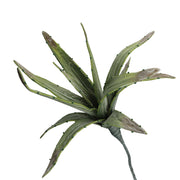 Set of 6, Green Aloe, Flora