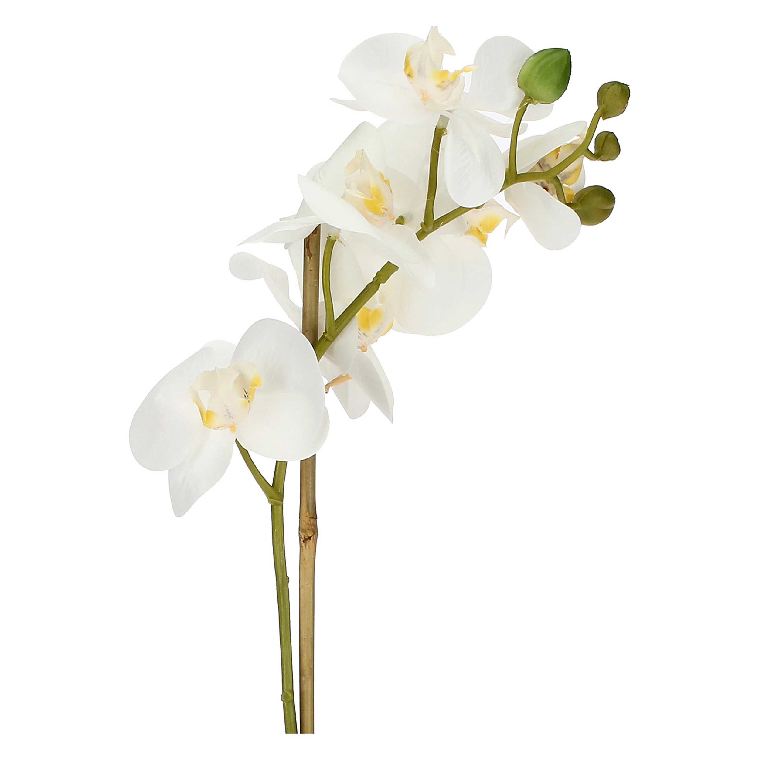 Set da 6, zolla Con Orchidee Bianche S, Veronica - Tessuto E Plastica, 40 cm, zolla Ø 6
