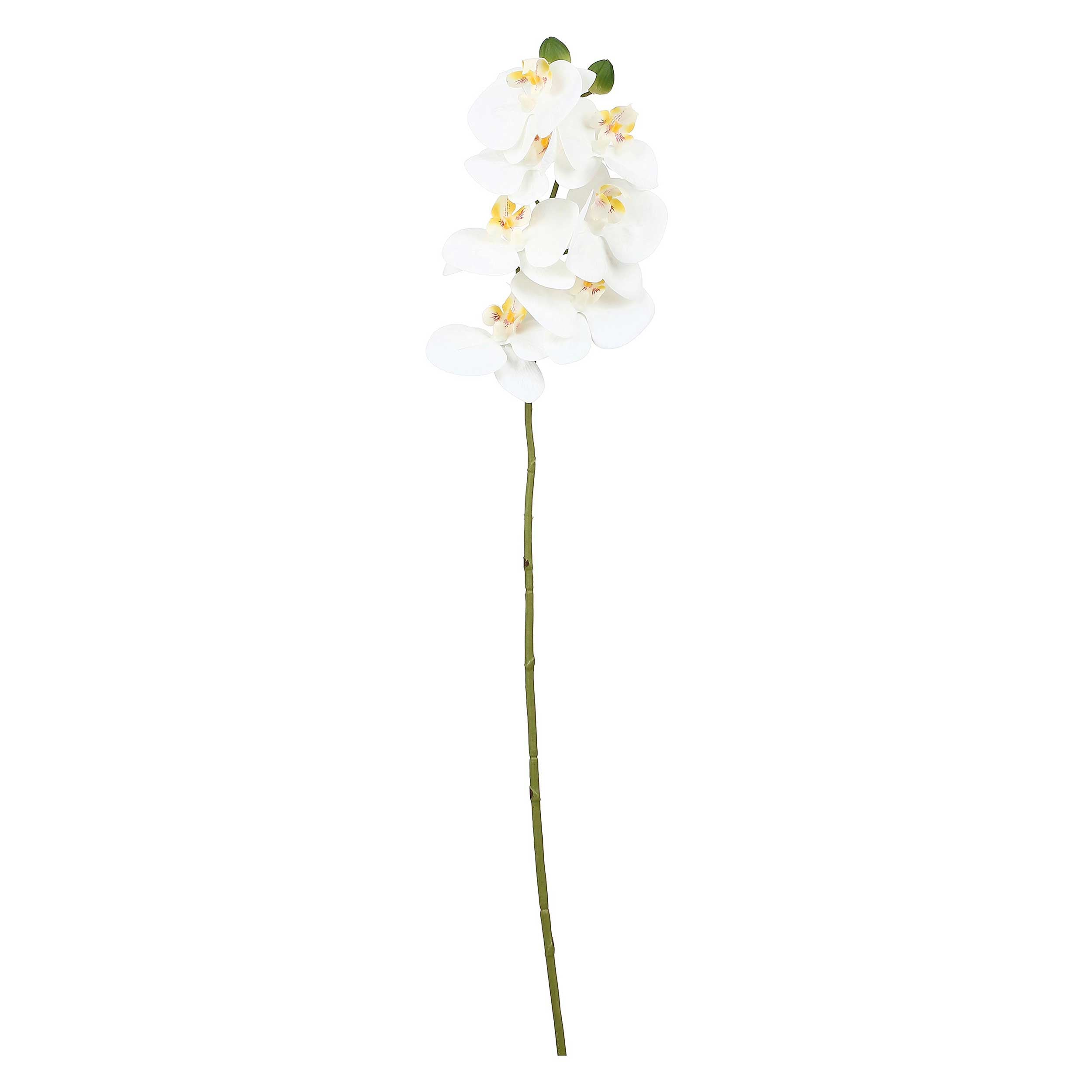 Set da 12, Orchidea Bianca S, Veronica - Tessuto E Plastica, 58 cm