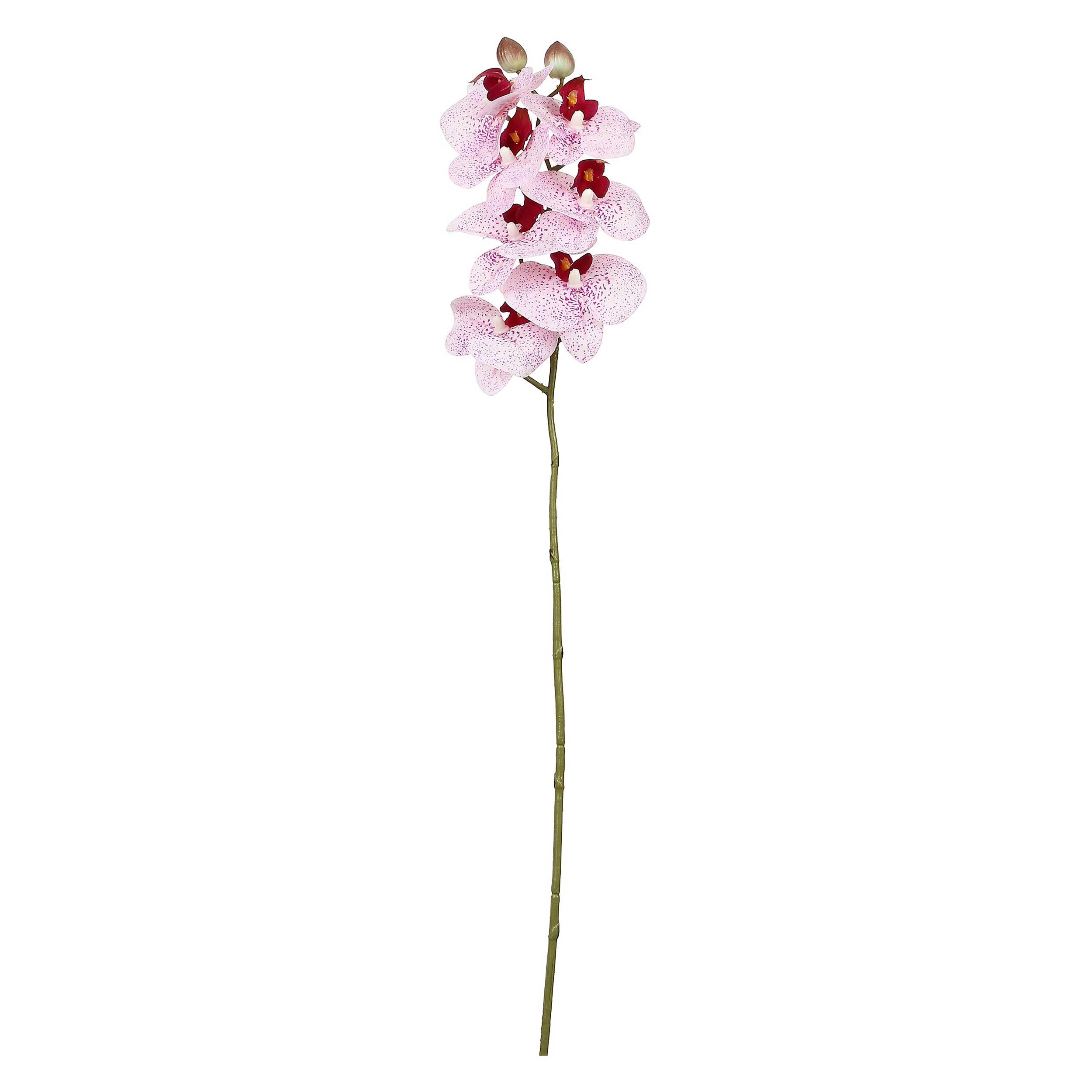 Set da 12, Orchidea Maculata S, Veronica - Tessuto E Plastica, 58 cm