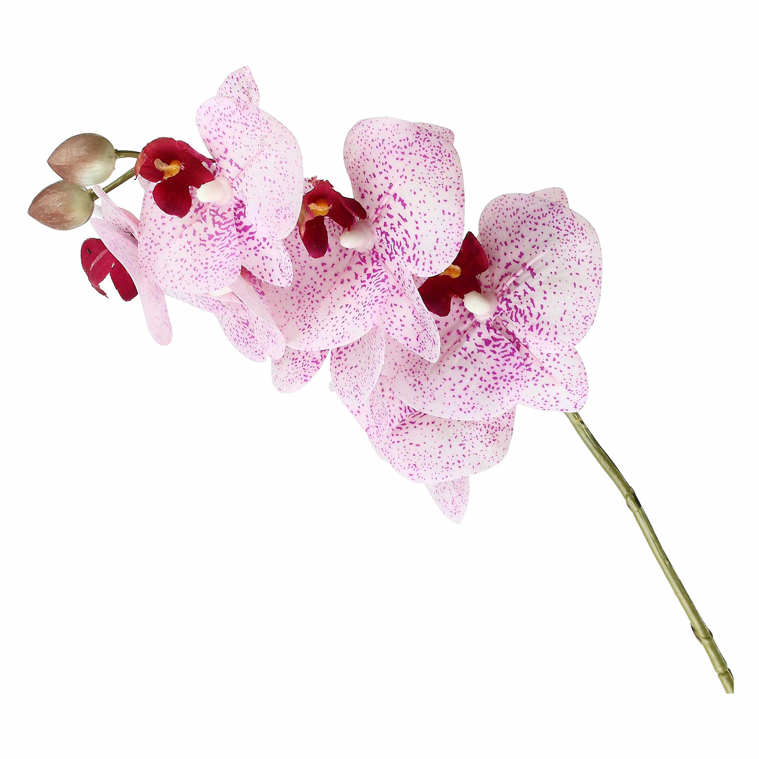 Set da 12, Orchidea Maculata S, Veronica - Tessuto E Plastica, 58 cm