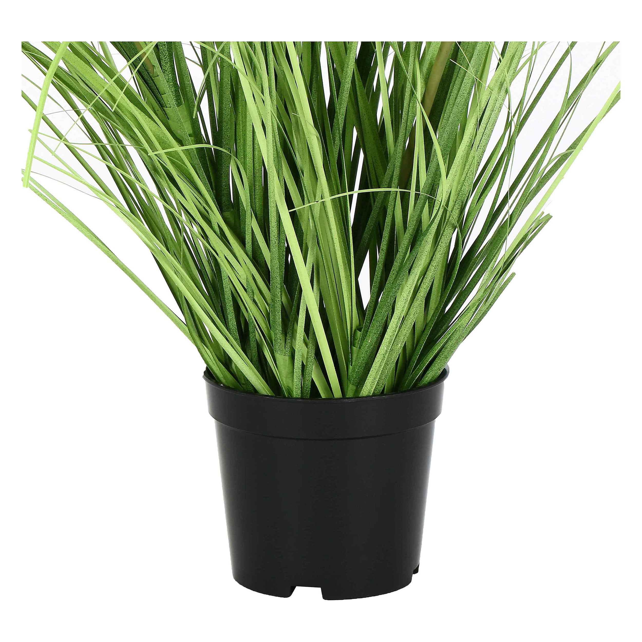 Set da 2, Finocchio Selvatico S, Piantala - Pvc, Pe,Filo,Foam,Cemento,Vaso In Plastica, Ø 11 cm