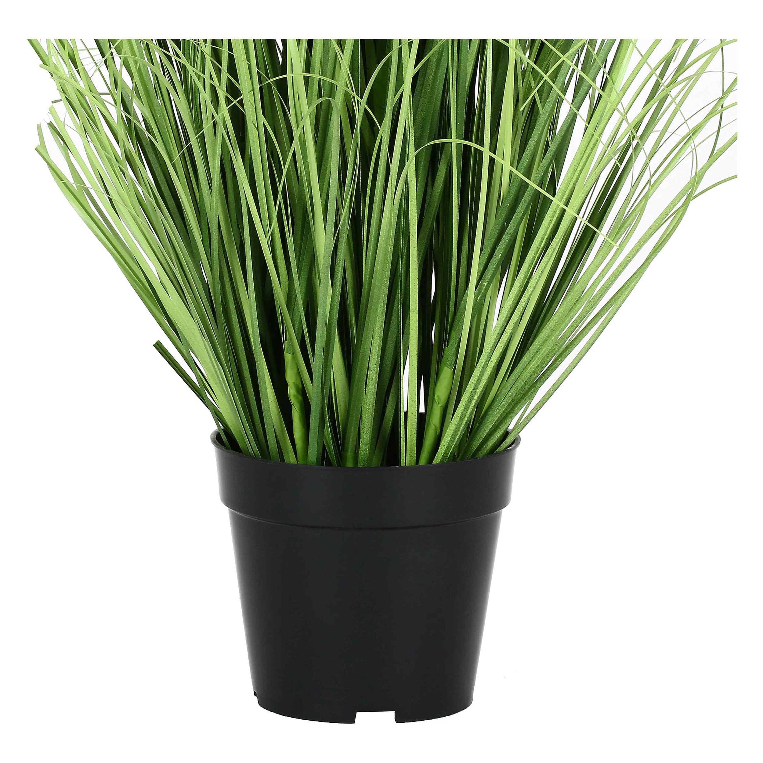 Finocchio Selvatico L, Piantala - Pvc, Pe,Filo,Foam,Cemento,Vaso In Plastica, Ø 15 cm