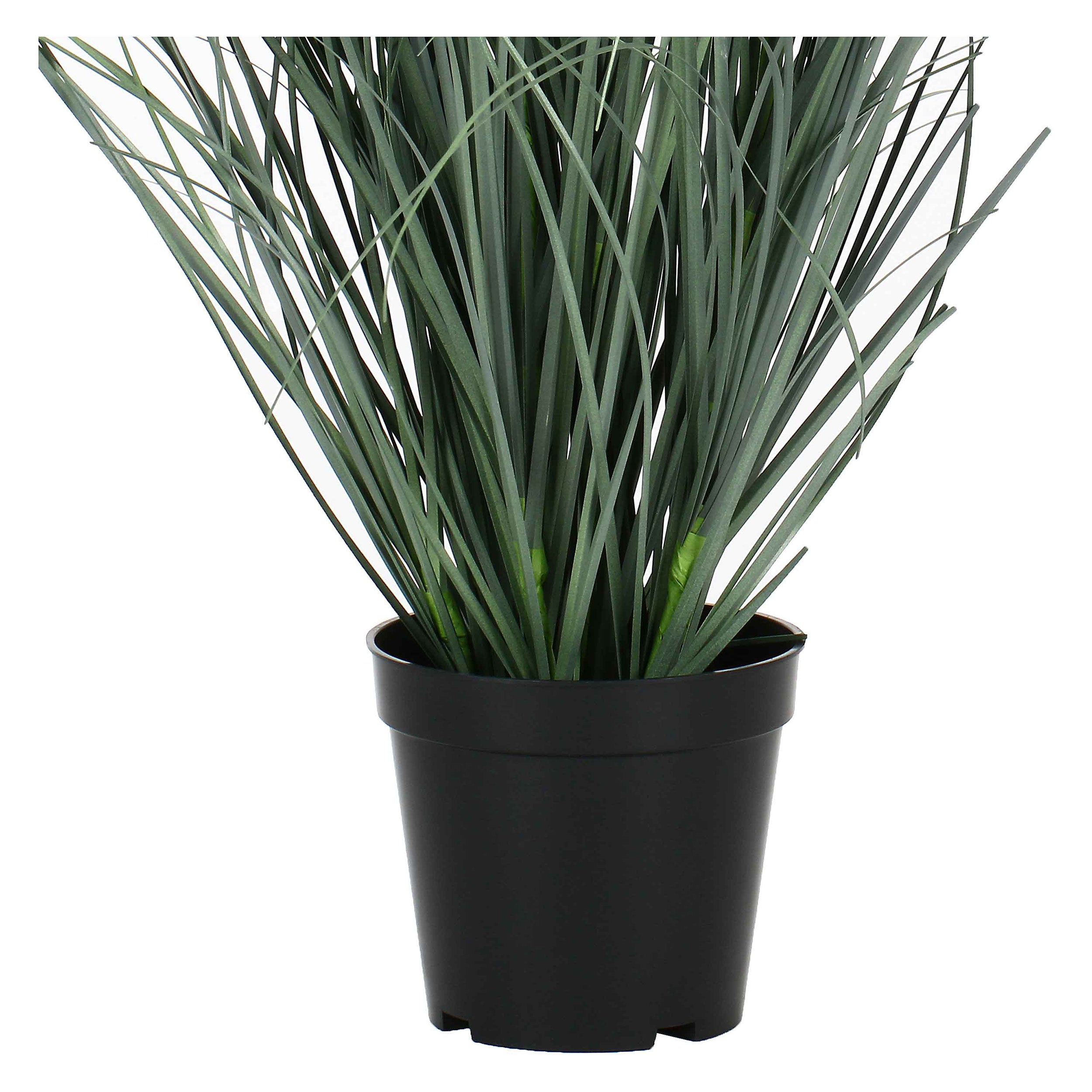 Set da 2, Rudbekia M, Piantala - Pvc, Pe,Filo,Foam,Cemento,Vaso In Plastica, Ø 13 cm