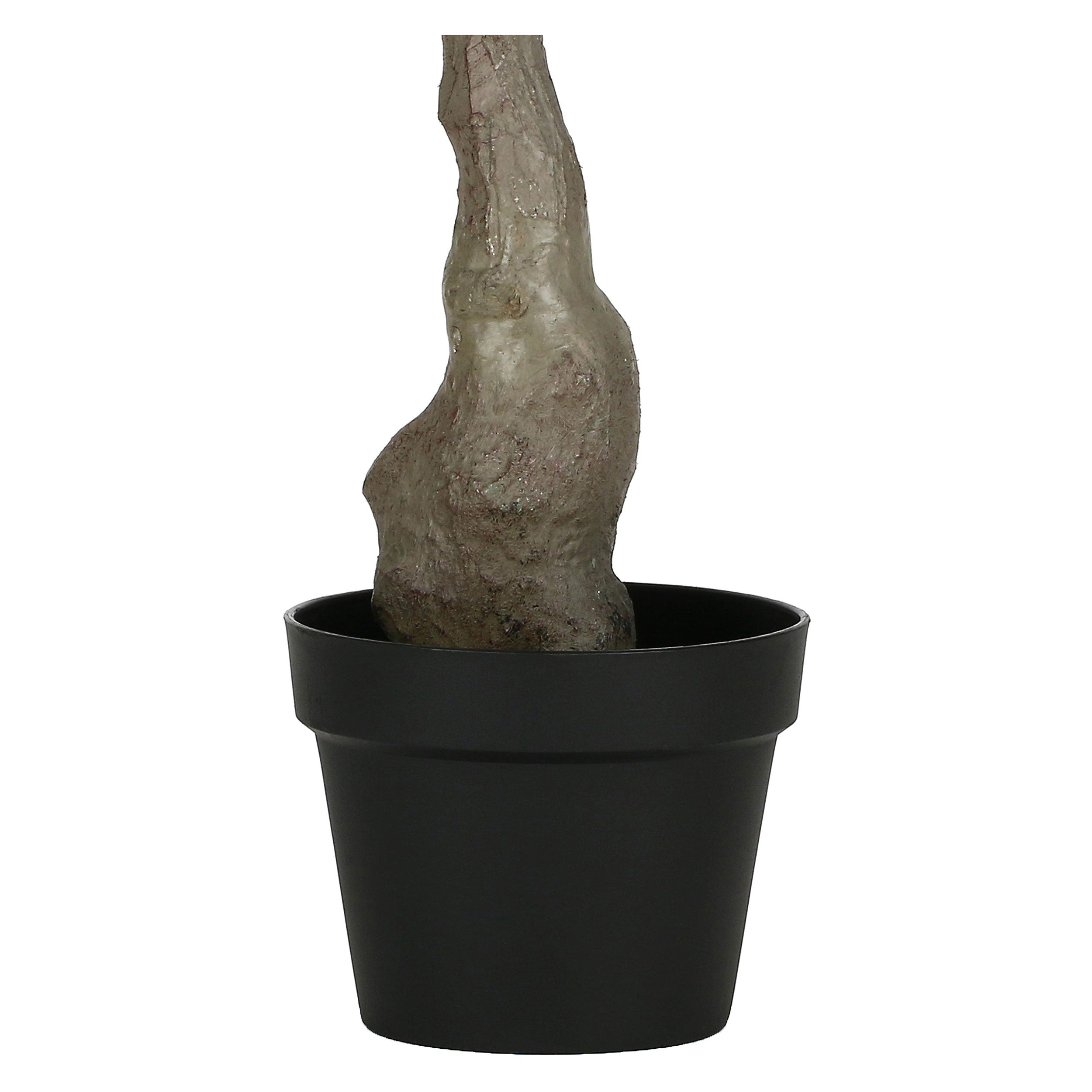 Set da 2, Pachira, Piantala, 120 cm