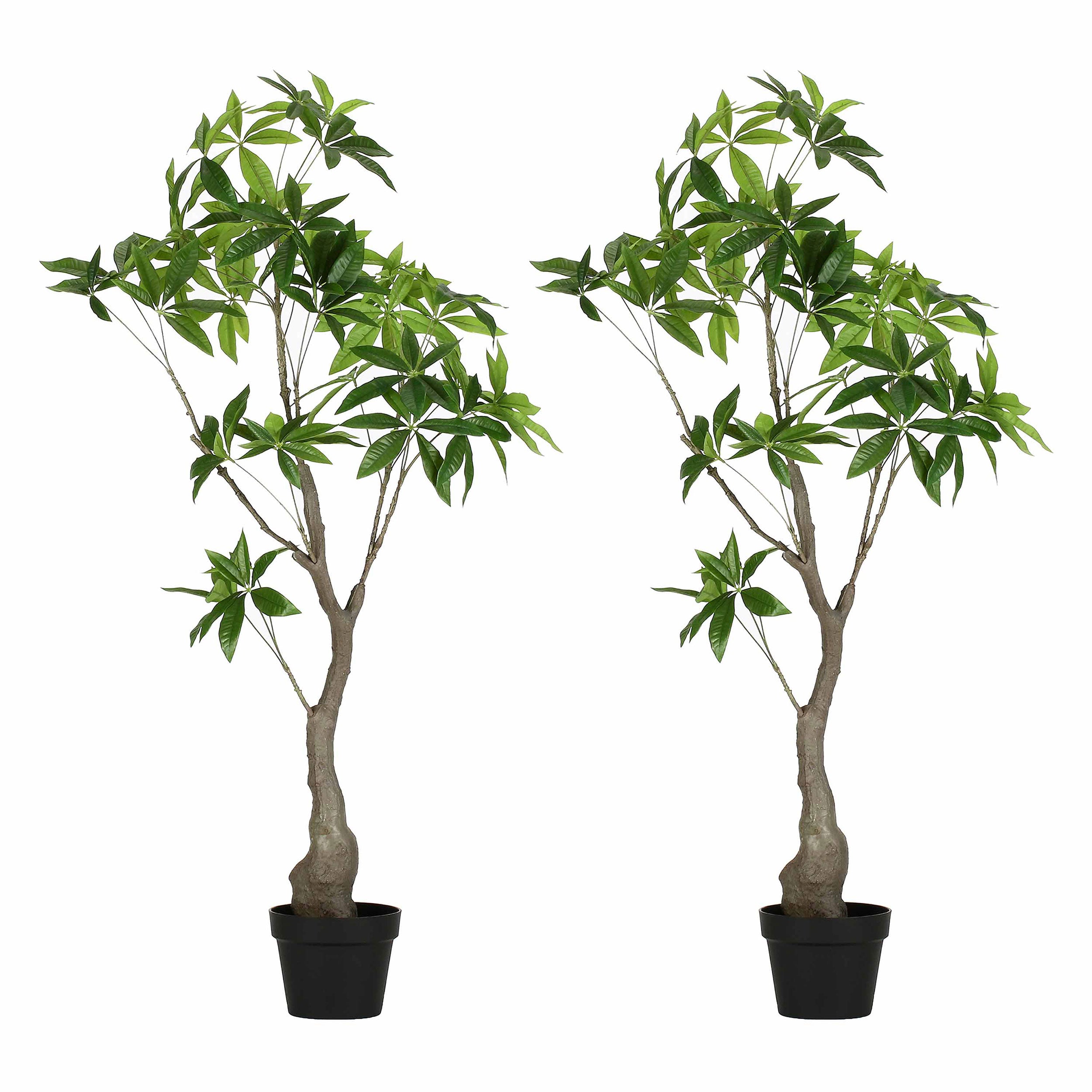 Set da 2, Pachira, Piantala, 120 cm