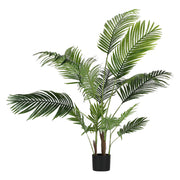 Set da 2, Areca, Piantala, 145 cm