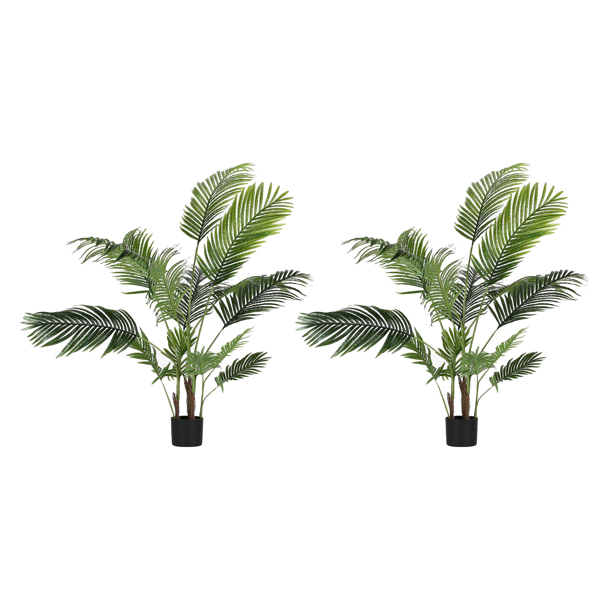 Set da 2, Areca, Piantala, 145 cm