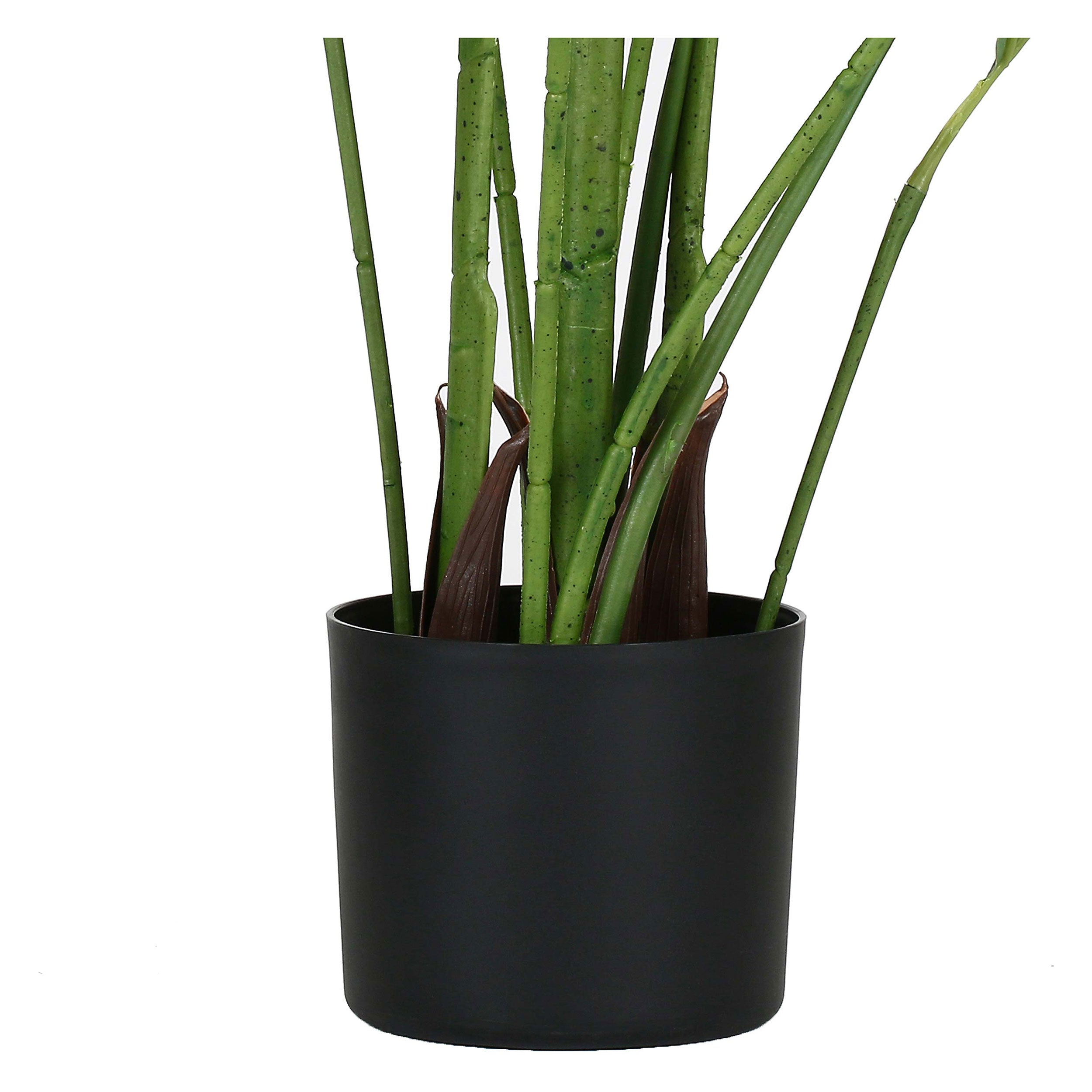 Set da 2, Areca, Piantala, 175 cm