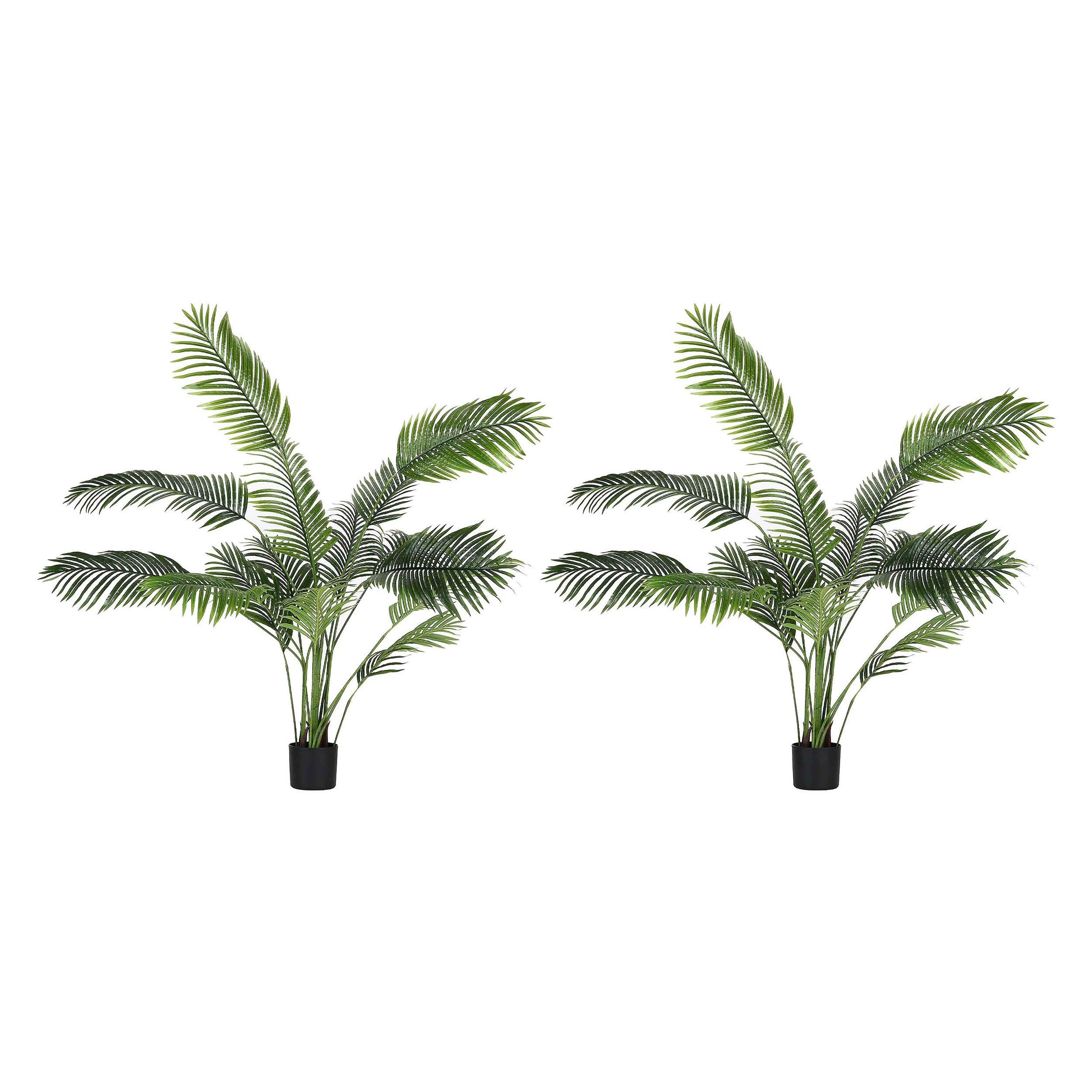 Set da 2, Areca, Piantala, 175 cm