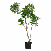 Set da 2, Pachira D, Piantala, 150 cm