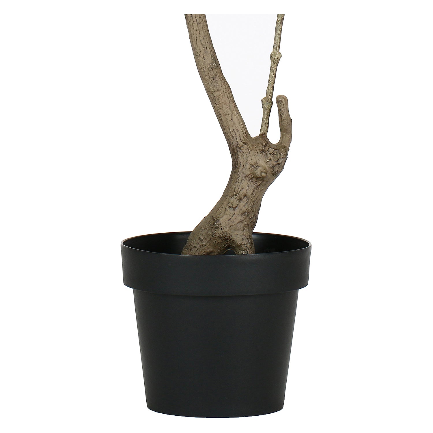 Set da 2, Pachira D, Piantala, 150 cm