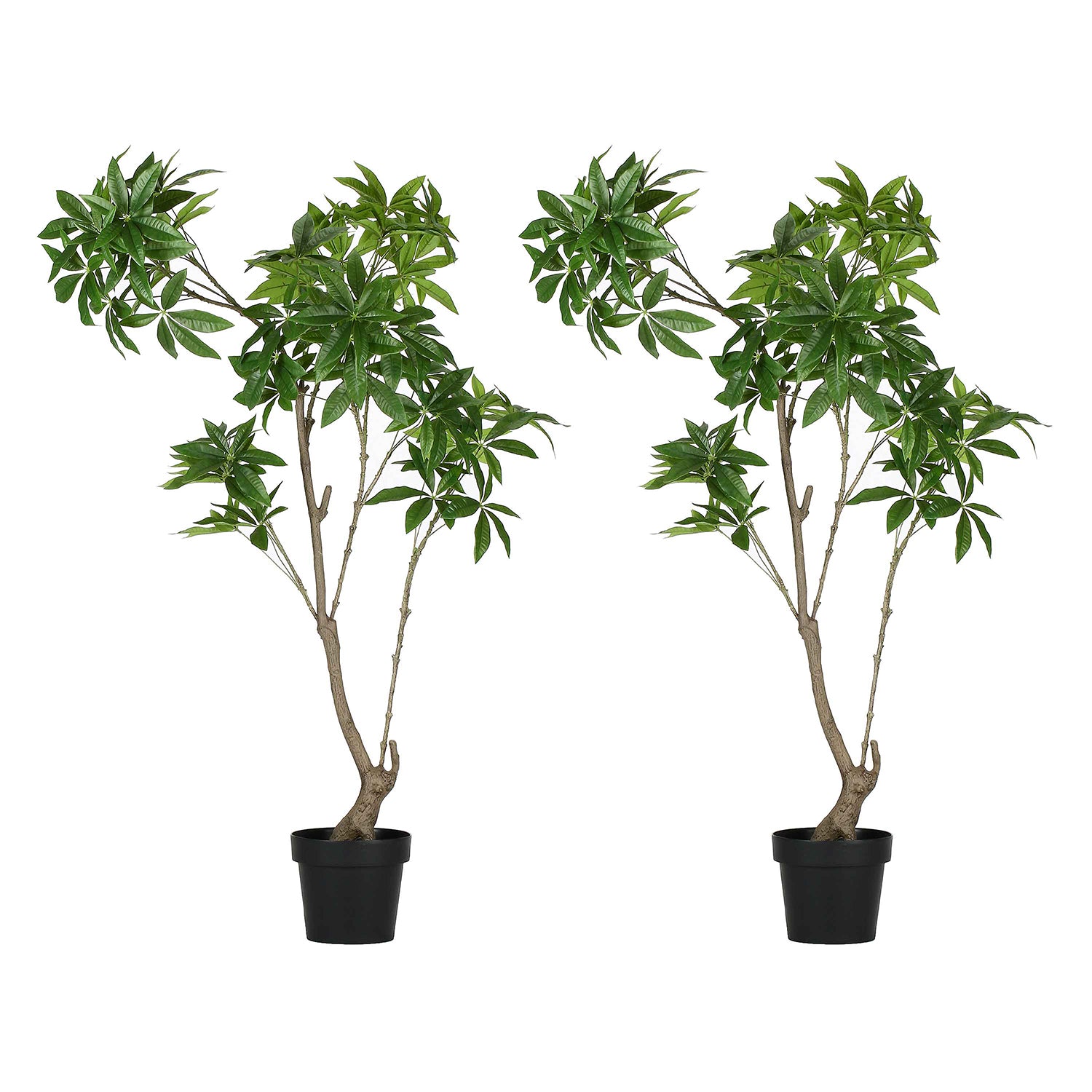 Set da 2, Pachira D, Piantala, 150 cm