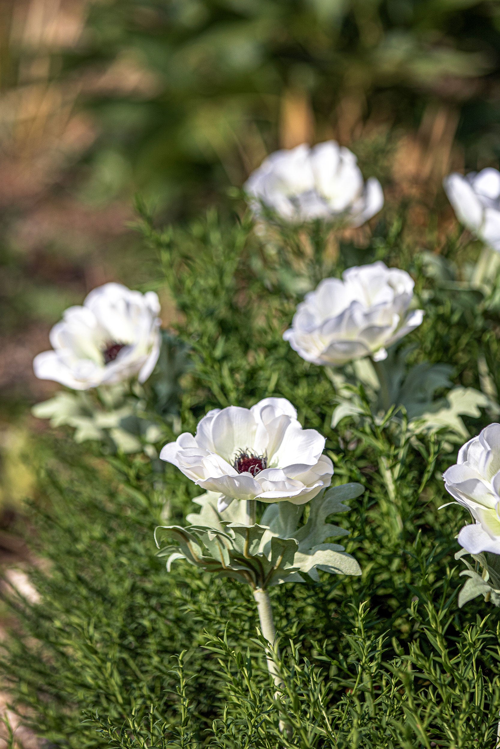 Set da 12, Anemone Bianco, Fiorile - Poliestere, ferro, 50 cm