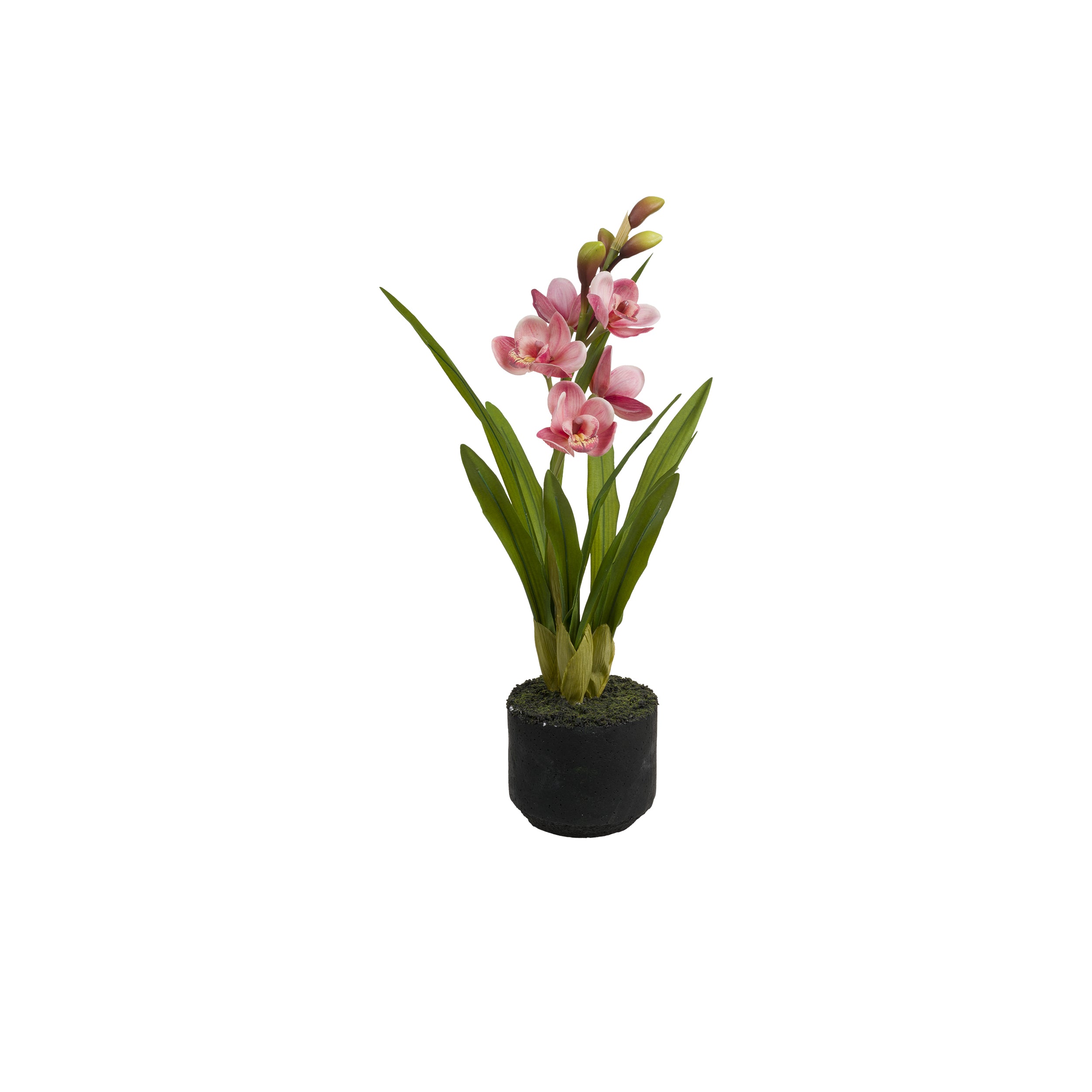 Set of 2, Cymbidium Rosa S, Veronica root ball - Latex, iron, polystyrene, cement, 22x22x46 cm