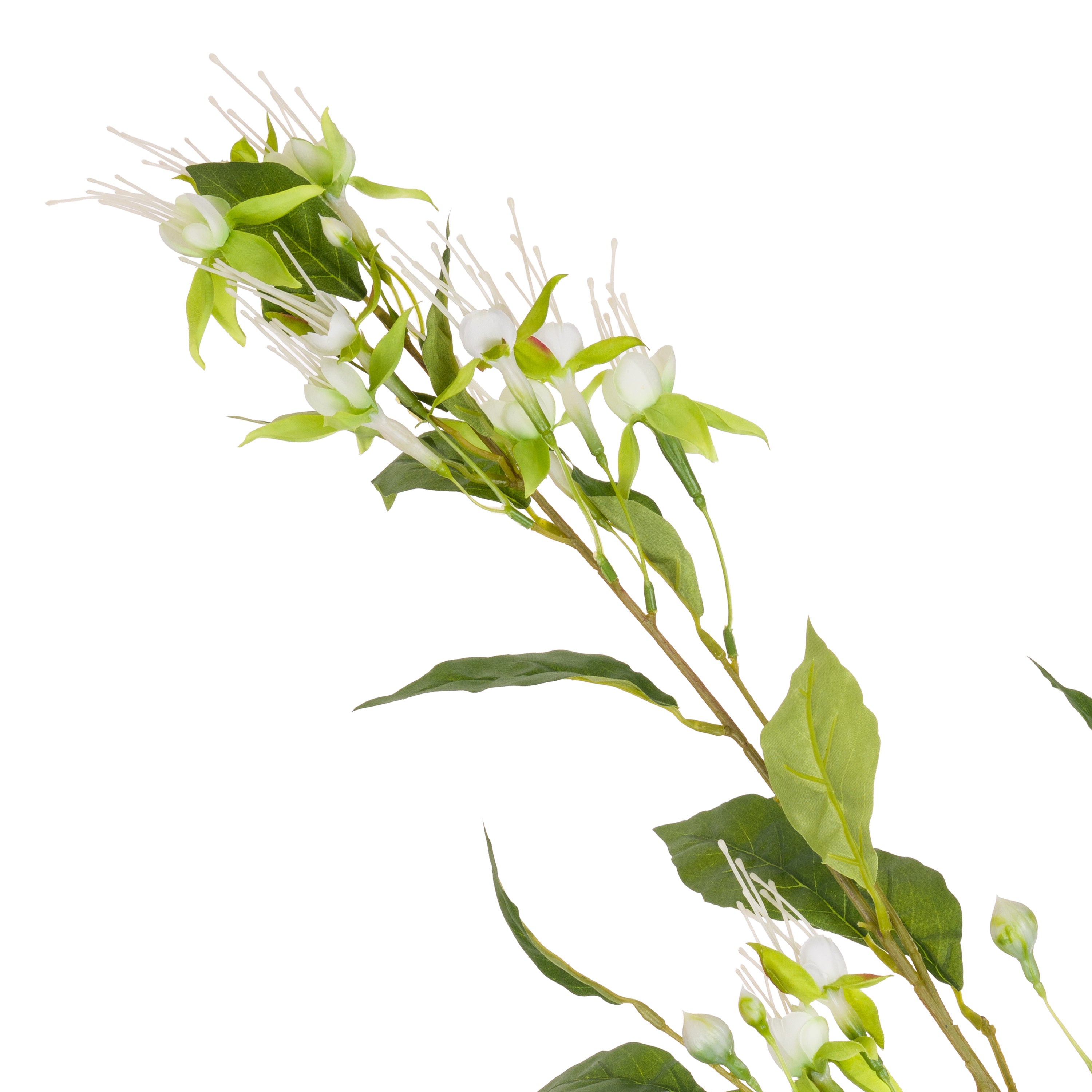 Set da 12 - Fiorile Fucsia Lime - Pvc,38x38x99 cm