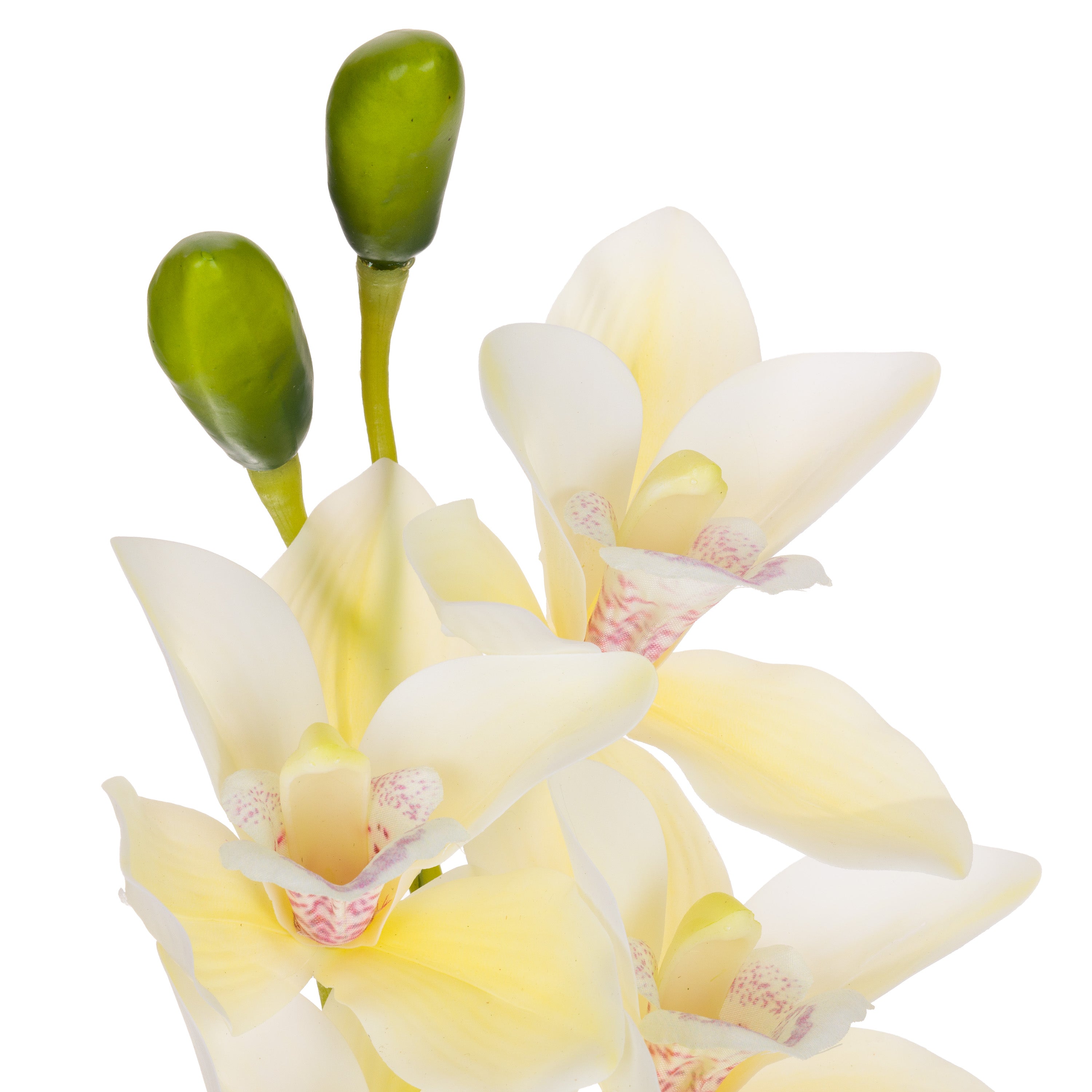 Set da 12 - Fiorile Cymbidium Bianco  - Pvc,18x10x76 cm